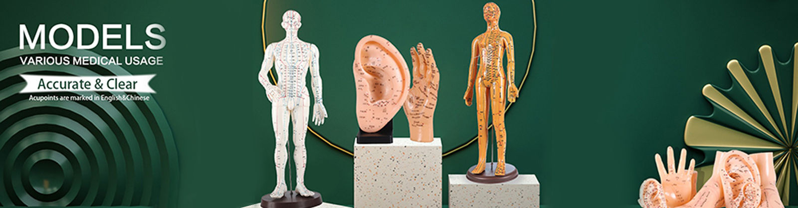 Modelo do corpo da acupuntura