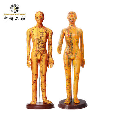 Agulhas de Acupuntura Modelo de Corpo de Acupuntura com Aparência Realista e Representação Detalhada do Corpo Humano 20/25/50/70CM de Altura