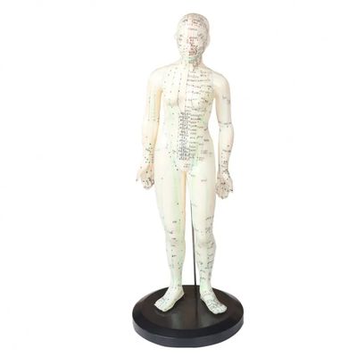 Modelo de corpo de acupuntura portátil Leve e fácil de transportar Componentes incluídos Agulhas de acupuntura Aparelho de medicina chinesa