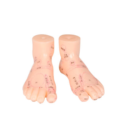 Material do PVC do modelo da massagem do pé da medicina chinesa de 20CM 13/17/19 de cm