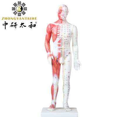 Modelo chinês With Muscles do corpo da acupuntura 60/85/170cm