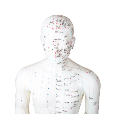 certificado masculino de Human Body PBF do modelo da acupuntura do ponto de 50cm