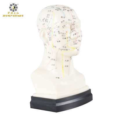 qualidade  Eco Friendly 20cm Head Acupuncture Body Model Without Effusion Liquid Fábrica