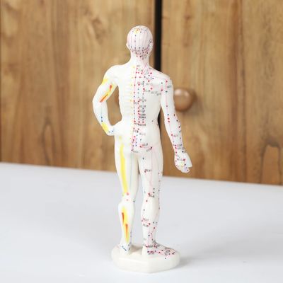 Modelo de corpo do meridiano de acupuntura realista com caixa de transporte