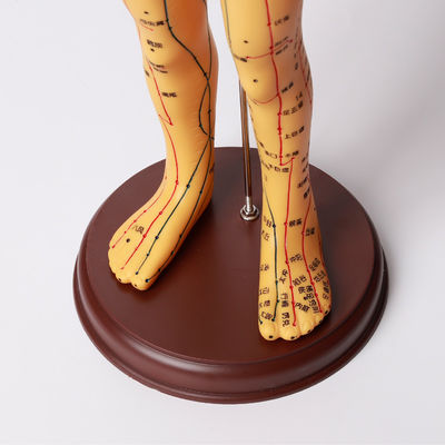 Modelo de Corpo de Acupuntura de Aproximadamente 5kg para Segurança e Eficiência