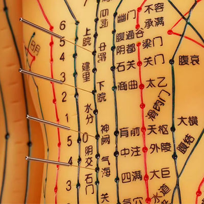 Modelo de acupuntura de medicina chinesa flexível para ensino médico