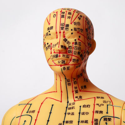 Modelo realista de acupuntura corpo detalhado para agulhas de acupuntura segurança