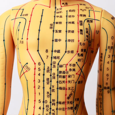 Modelo de acupuntura com articulações flexíveis para aprender a estrutura corporal