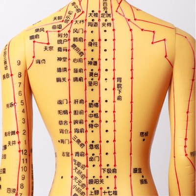 Agulhas de Acupuntura Modelo de Corpo de Acupuntura com Aparência Realista e Representação Detalhada do Corpo Humano 20/25/50/70CM de Altura