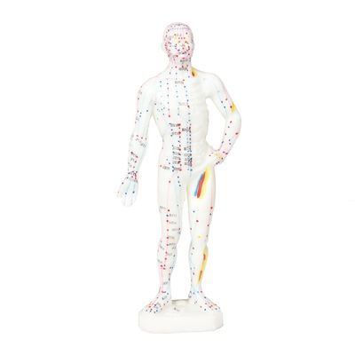 Aparência realista Modelo de acupuntura Representação detalhada e realista do corpo humano Aproximadamente 5 kg de peso