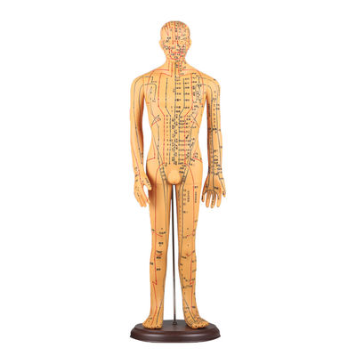 Gráfico de meridianos Incluído Modelo de corpo de acupuntura Aproximadamente 5 kg Versátil para diferentes técnicas