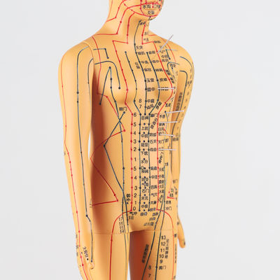 Gráfico de meridianos Incluído Modelo de corpo de acupuntura Aproximadamente 5 kg Versátil para diferentes técnicas
