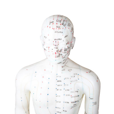 Modelo de corpo do meridiano de acupuntura realista com caixa de transporte